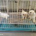 龙岩上杭马犬繁育基地实地逛，护卫犬服从性强，庭院家庭优选犬种