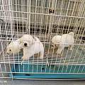 龙岩新罗纯种犬专业选购攻略 宠物基地实测靠谱选宠渠道