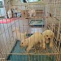 龙岩新罗纯种犬专业选购攻略 宠物基地实测靠谱选宠渠道