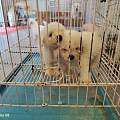 龙岩漳平专业犬舍繁育狗狗，宠物基地购犬报价透明维修靠谱