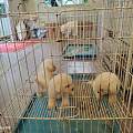 龙岩新罗专业犬舍繁育狗狗，狗狗基地购犬报价透明无任何套路消费