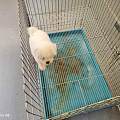 龙岩新罗专业犬舍繁育狗狗，狗狗基地购犬报价透明无任何套路消费