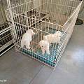 龙岩新罗犬舍实测，繁育犬舍宽阔场地提升边牧自身